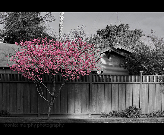 Pink Blooms
